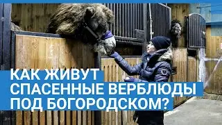 Спасенные верблюдицы Лейла и Манго на реабилитации под Богородском | NN.RU