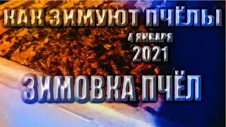 Как проходит зимовка пчёл на Урале, в Зимовнике