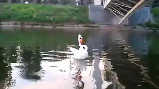 Плывущий лебедь из воздушных шаров