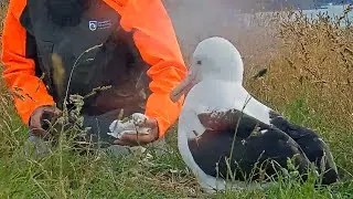 Newly Hatched #RoyalCam Albatross Chick Returned to Nest! January 23, 2024