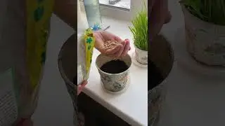 Три недели травка для кота остается зеленой и сочной.