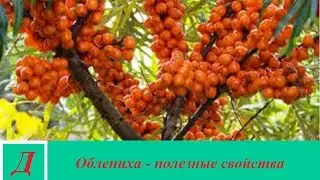 Облепиха - полезные свойства и противопоказания для здоровья