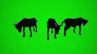 3D animation of the black goat from three different angles to visualize the visual effects of the