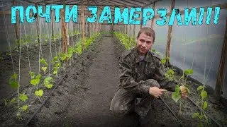 ТЕПЛИЧНЫЙ БИЗНЕС С НУЛЯ! ВЫСАДКА ОГУРЦОВ. КАПЕЛЬНЫЙ ПОЛИВ. МАЙСКИЕ ЗАМОРОЗКИ!!!