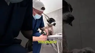 БЕЗДОМНАЯ СОБАКА В ГРУМИНГ-САЛОНЕ 
