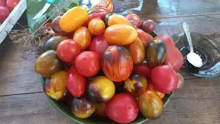 СМАЧНЮЧІ ПОМІДОРИ🍅🍋Навіть розсіл повністю випиваемо#помідоризлимонноюкислотою#маринованіпомідори#сад