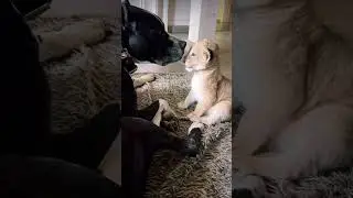 Питбуль и лев!)