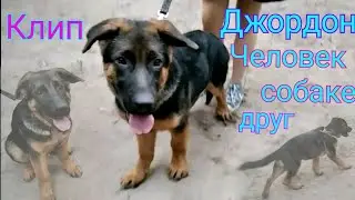 Клип|Щенок немецкой овчарки Джордон|Человек собаке друг