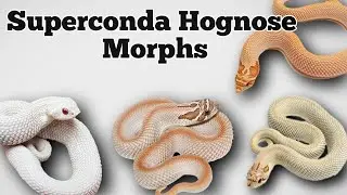 The Super Anaconda Morph and Gene Combinations in Hognose Snakes