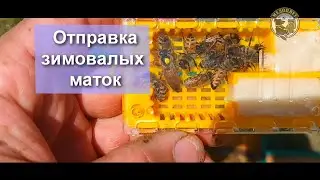 Отправляю первых зимовалых маток ИО и F1 в 2023 году Плодные проверенные матки на отправку