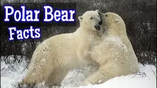 Polar Bear Facts for Kids