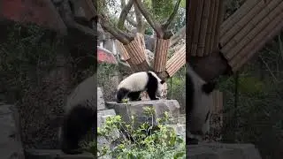 Giant Panda in Chengdu, China 