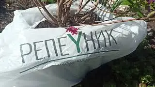Мой садовый апрель, 24. Обзор сада. Отчёт о поездках. Новые растения в моём саду.