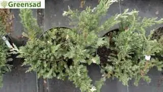 Можжевельник китайский Expansa Variegata - видео-обзор от Greensad