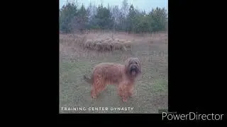 Французская овчарка - работает с овцами. Упражнение на удержание овец