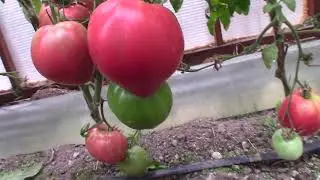 Томат Японка (Королевский сад Ильи Королева)