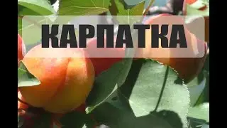 Карпатка или карника. Подсиливание в зиму