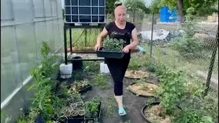 Посадка хризантемы