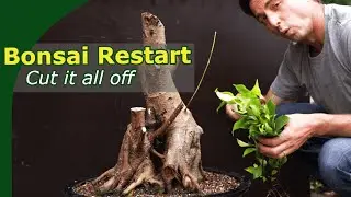 Commercial ficus bonsai rebuild - 12 month timelapse
