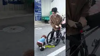 Собака хочет сесть на переднее сиденье   