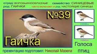 Гаичка. Синица. Голоса птиц