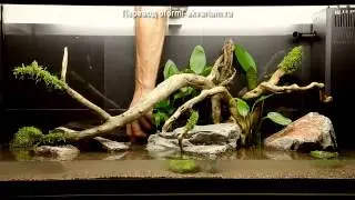 Дизайн аквариума на 180 литров от Tropica
