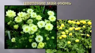 Многолетники в саду