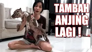 NAMBAH ANJING LAGI ! PITBULL MARLEY  ANGGOTA BARU HEWIE PITBULL | ANJING LUCU #hewiepitbull