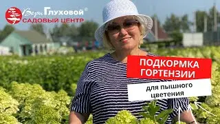 ПОДКОРМКА ГОРТЕНЗИИ ДЛЯ ПЫШНОГО ЦВЕТЕНИЯ