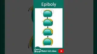 Epiboly | Morphogenetic movements | gastrulation | 1 min dev bio