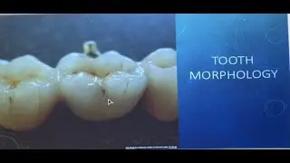 Tooth Morphology