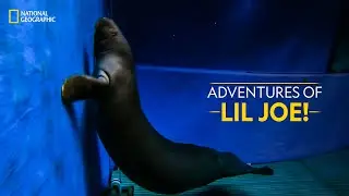 Adventures of Lil Joe! | Magic of Disney's Animal Kingdom | National Geographic