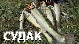 🔥 Рибалка у спеку  ловля судака літом на спінінг