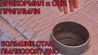ПРИКОРМИЛ и ОНИ ПРИПЛЫЛИ БОЛЬШИЕ СТАИ ПЫЛЕСОСЯТ ДНО