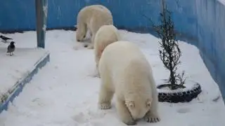 Белые медведи  - "археологи".