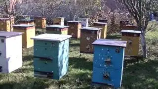 Облет пчел, после холодов. 4. 11. 2016 год