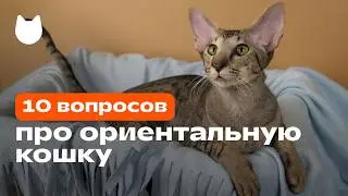 10 вопросов владельцу про ориентальную кошку: какой характер и темперамент у ориенталов?