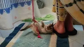 Sinirli yavru kedi iple oyun oynuyor 😻 Kısa kedi videoları - Sevimli Şeyler Cute Things