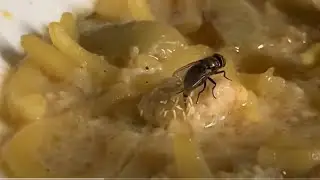 😱 Accidental Ingestion - The Startling Reality of Eating Fly Eggs