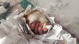 Первые 20 дней жизни хомяков