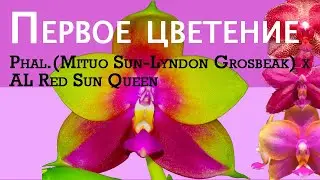 Phal. Mituo Sun - Lyndon Grosbeak x AL Red Sun Queen RW-762 Первое цветение орхидеи гибрида Yaphon