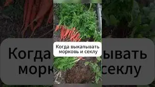Когда выкапывать морковь и свёклу!  