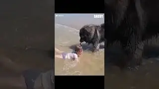 Who needs a lifeguard when you have a dog
