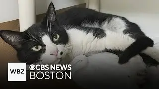 Lost Somerville cat found 10 miles away in Logan Airport garage