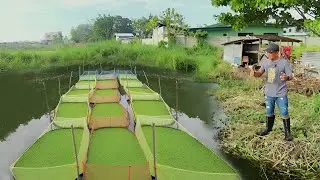 How to Start and Be Successful in Azolla Farming Using the Modern Method! (first episode)