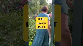 ШОК! 1 пион за 35.000 ₽