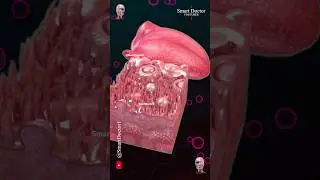 The Human Tongue and its Papillae | Anatomy👅