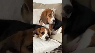 Кто рано встаёт, тот биглевод😂4 месяца❤️