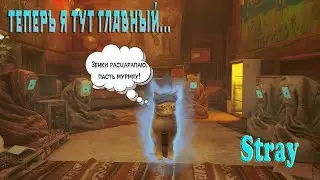 Stray Теперь я тут главный...