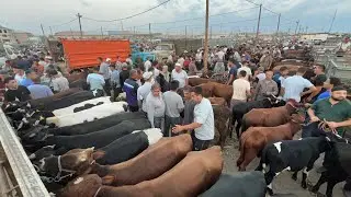 БОКИЛАДИГАН ЁШ НОВВОСЛАР УРГАНЧ МОЛ БОЗОРИ ЭРТАЛАБГИ САВДОЛАР 28-ИЮЛ 2024г ХОРАЗМ БОЗОР